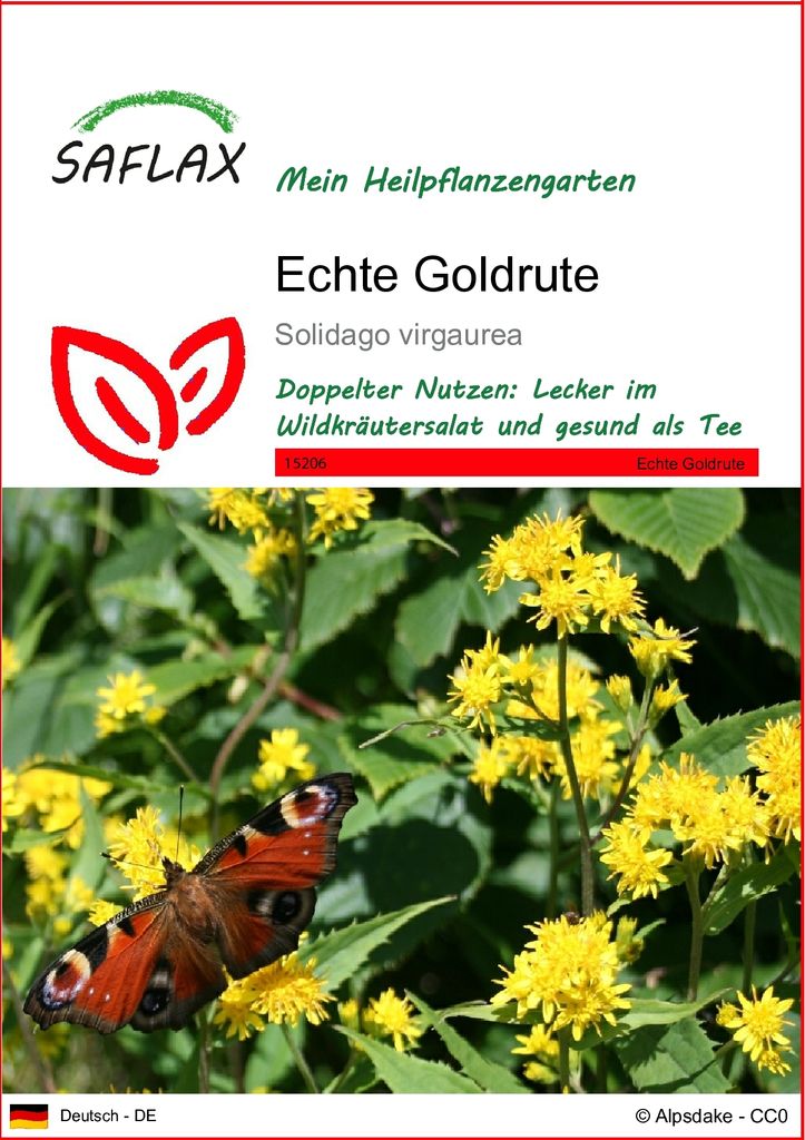 SAFLAX - Heilpflanzen - Echte Goldrute - 100 Samen - Solidago virgaurea