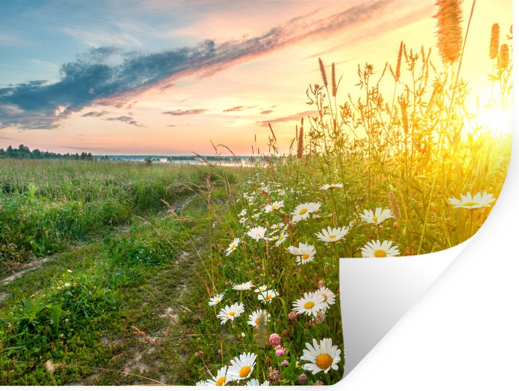 MuchoWow Wandtattoo Wandsticker Wandaufkleber Blumen - Gänseblümchen - Natur - Sonne - Horizont 80x60 cm Selbstklebend und Repositionierbar - F...
