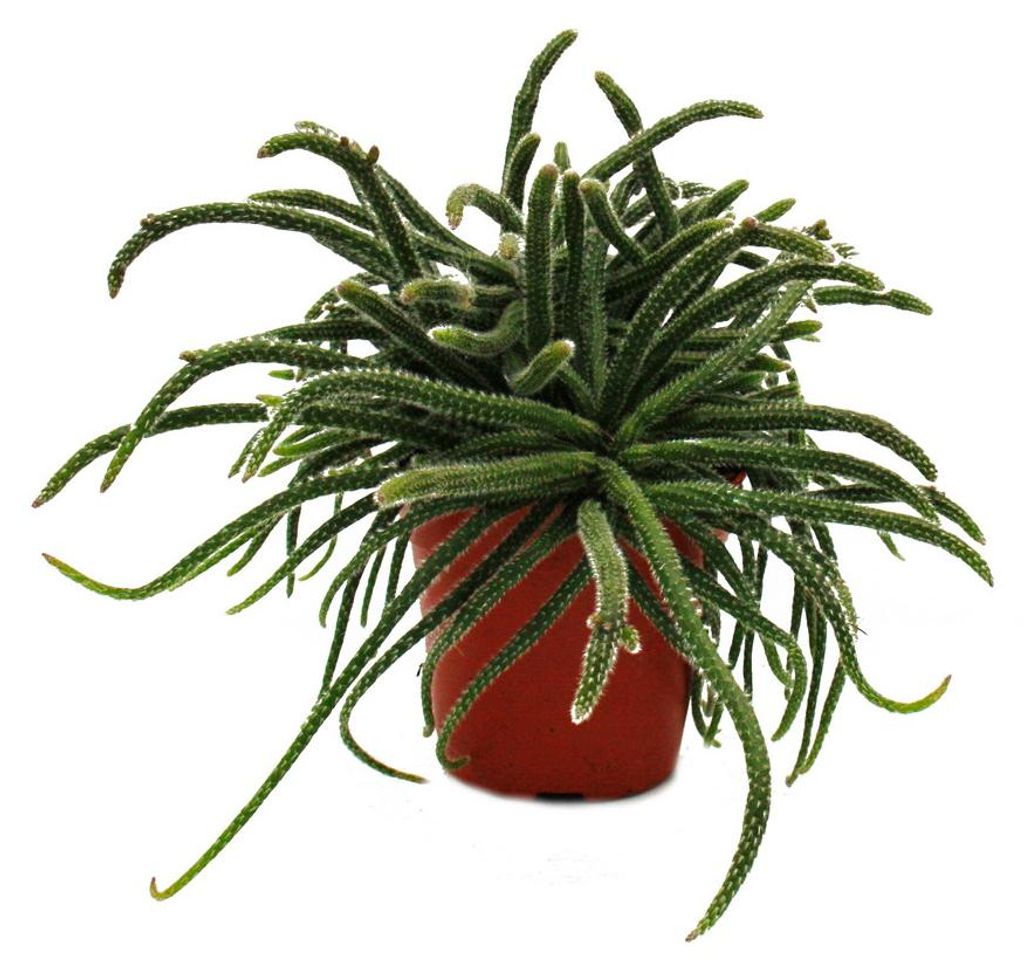 Rhipsalis baccifera horrida - korálový kaktus - v květináči Obrázek produktu 