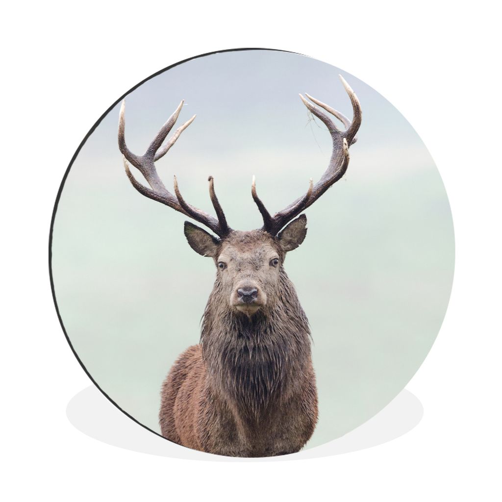 MuchoWow Aluminium Wandkreis Hirsche - Gras - Himmel Ø 30 cm Wanddeko Modern Wohnzimmer - Wand Bild - Wohnzimmer - Runde Bilder - Alubilder - Ku...