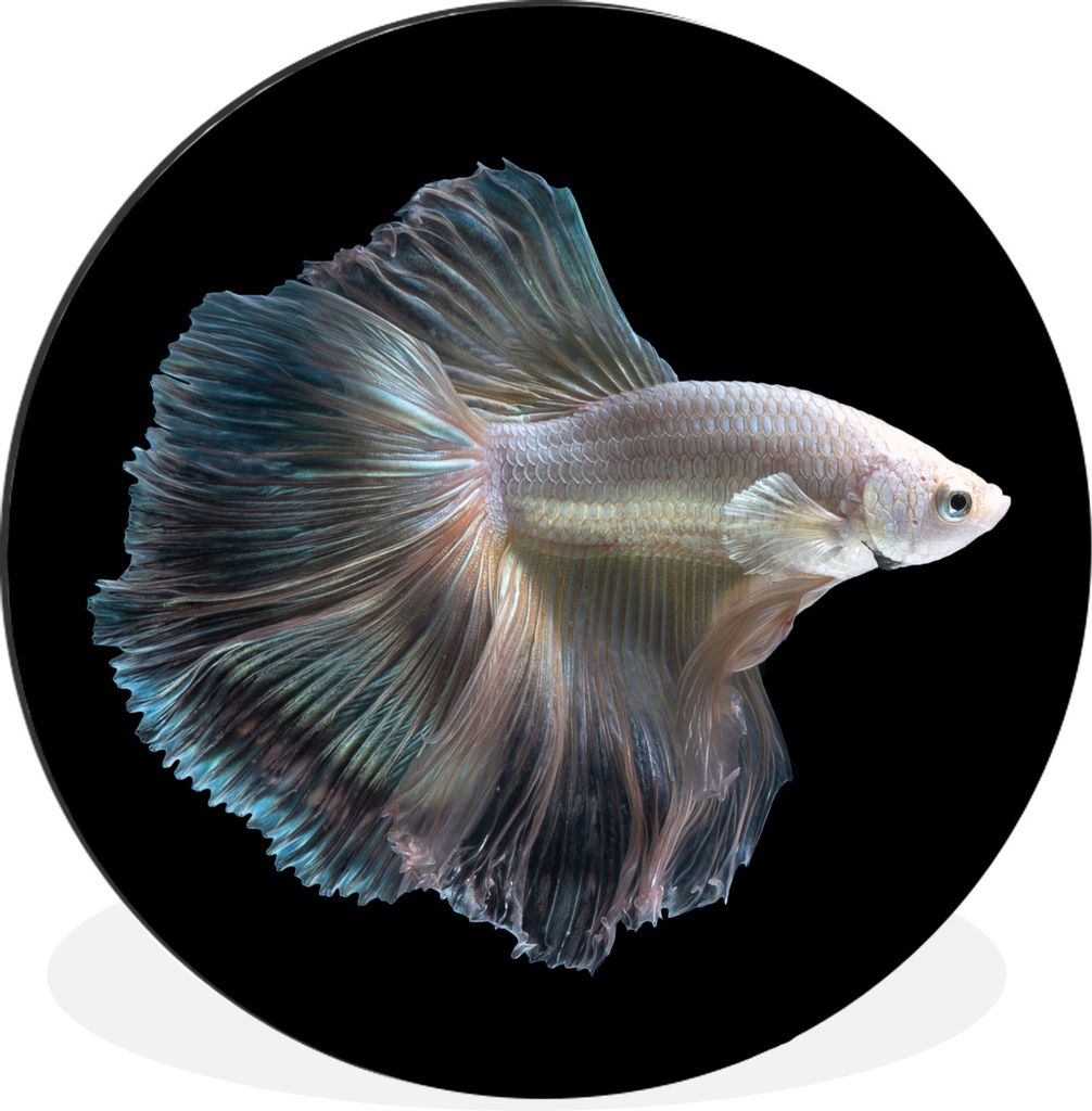 MuchoWow Aluminium Wandkreis Fisch - Schwanz - Weiß Ø 90 cm Wanddeko Modern Wohnzimmer - Mauerkreis - Wandbilder - Runde Bild - Bild aus Alumin...