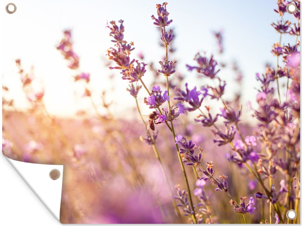 MuchoWow 80x60 cm Outdoor-Poster Gartendeko Sichtschutz Garten Poster für den Garten Lavendel - Nahaufnahme - Sonne - Blumen - Lila