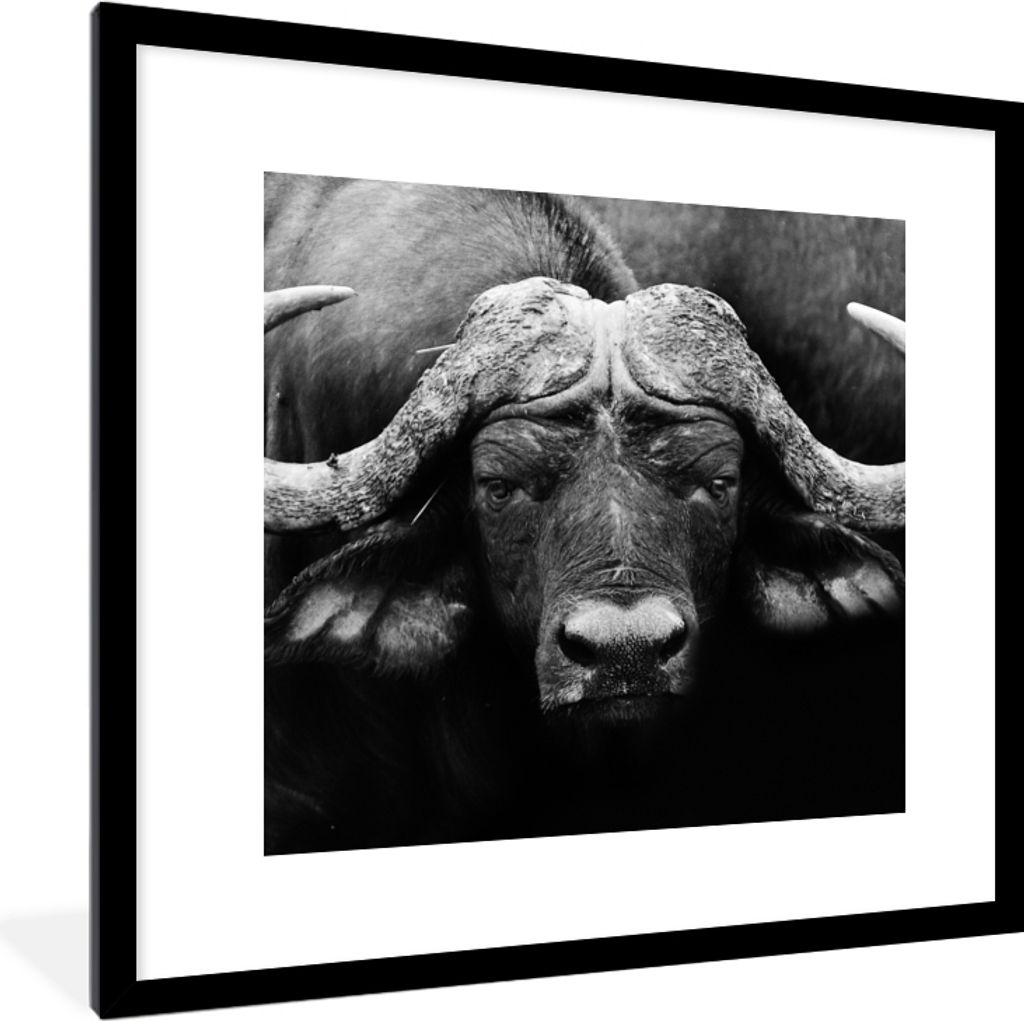 MuchoWow Gerahmtes Poster Tiere - Büffel - Schwarz - Weiß - Porträt 40x40 cm - Poster mit Schwarzem Bilderrahmen Wandposter Rahmen Foto Bilder...