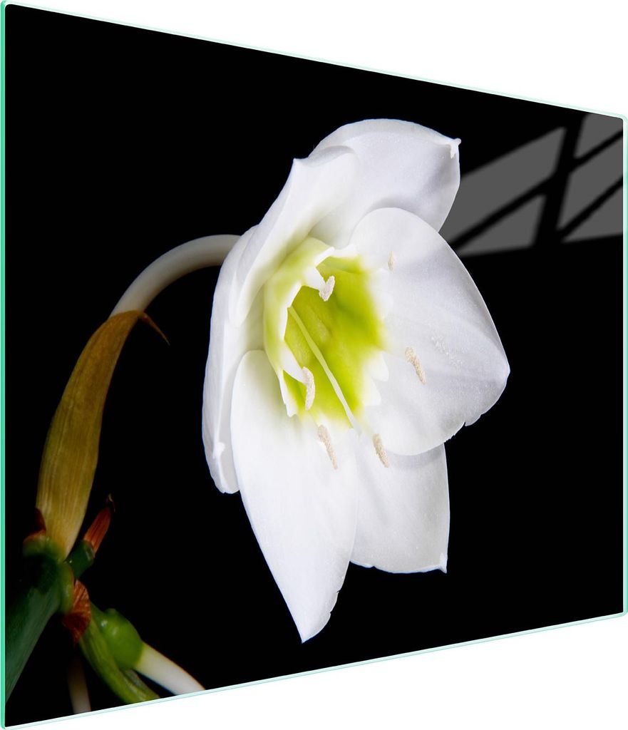 Glasschneidebrett 52x30 Orchidee