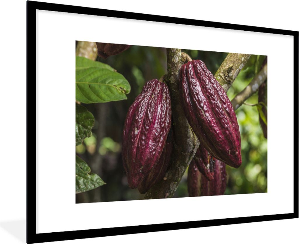 MuchoWow Gerahmtes Poster Rote Kakaobohnen in den Schoten im Dschungel von Peru 90x60 cm - Poster mit Schwarzem Bilderrahmen Wandposter Rahmen Fo...