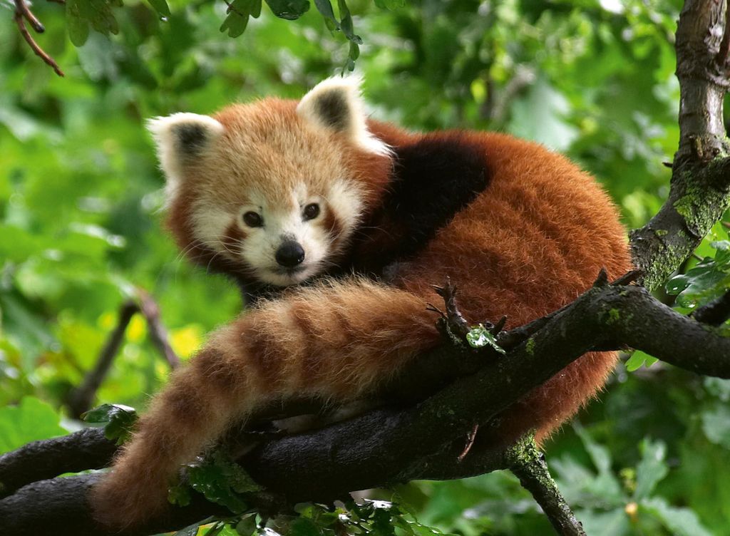 Süßer roter Panda Ravensburger 12000369 Produktbild 