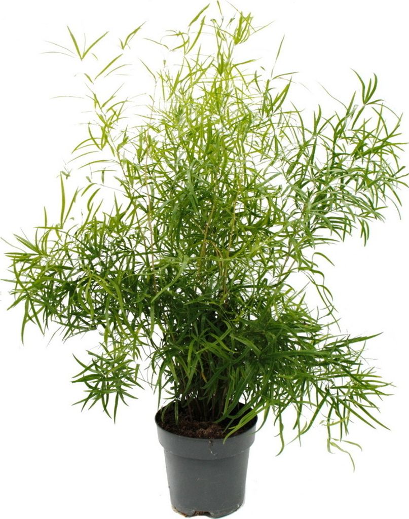 Zierspargel - Sicheldorn-Spargel - Asparagus falcatus - Pflegeleichte Grünpflanze - 17cm Topf