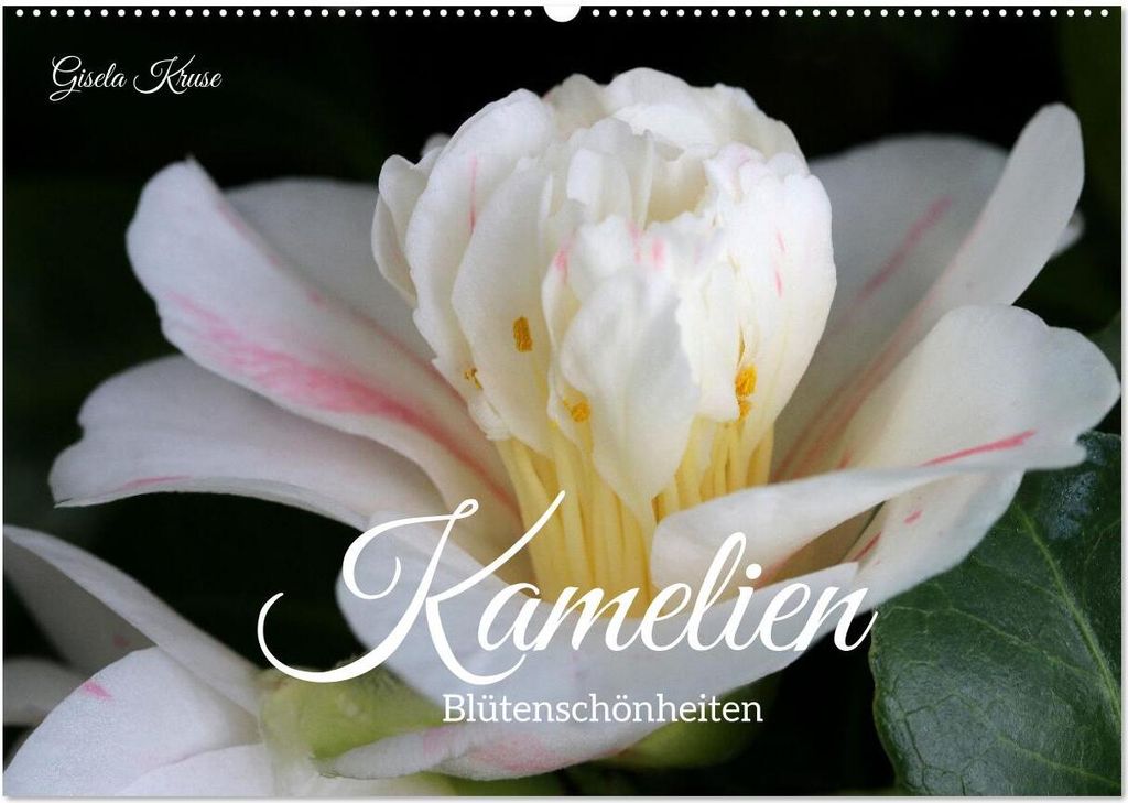 Kamelien - Blütenschönheiten (Wandkalender 2026 DIN A2 quer), CALVENDO Monatskalender