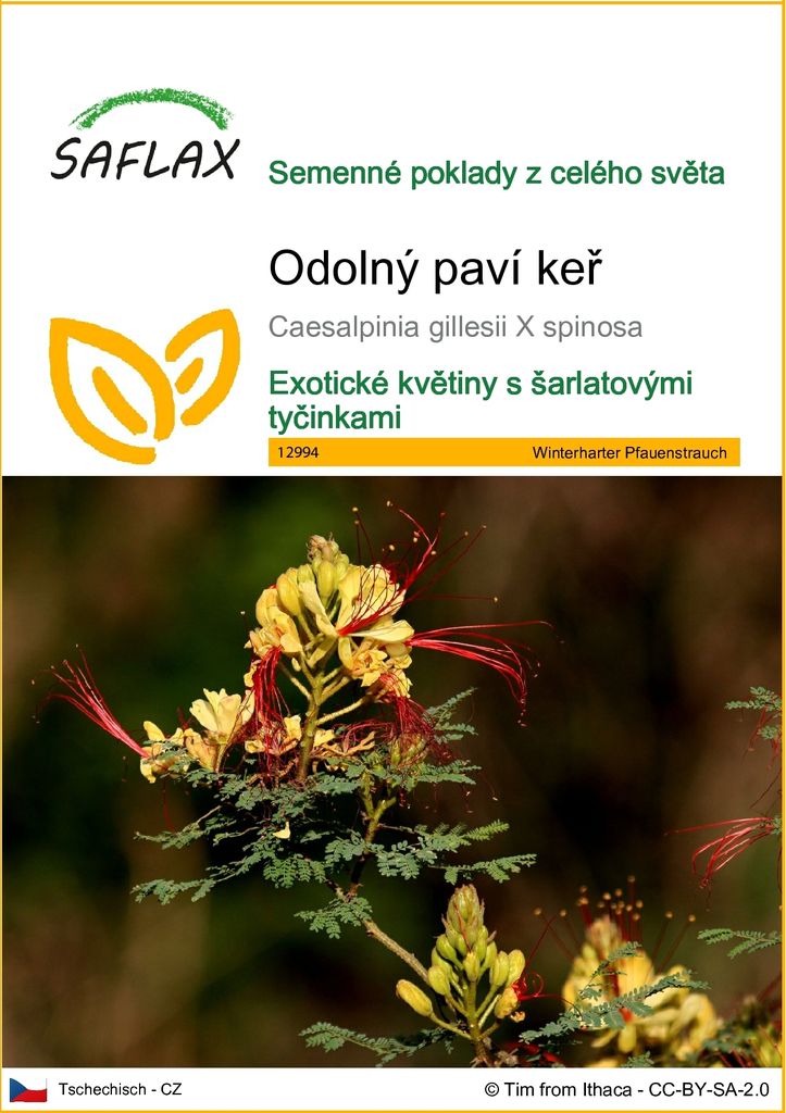 SAFLAX - Odolný paví keř - Caesalpinia gillesii X spinosa - Obrázek produktu 