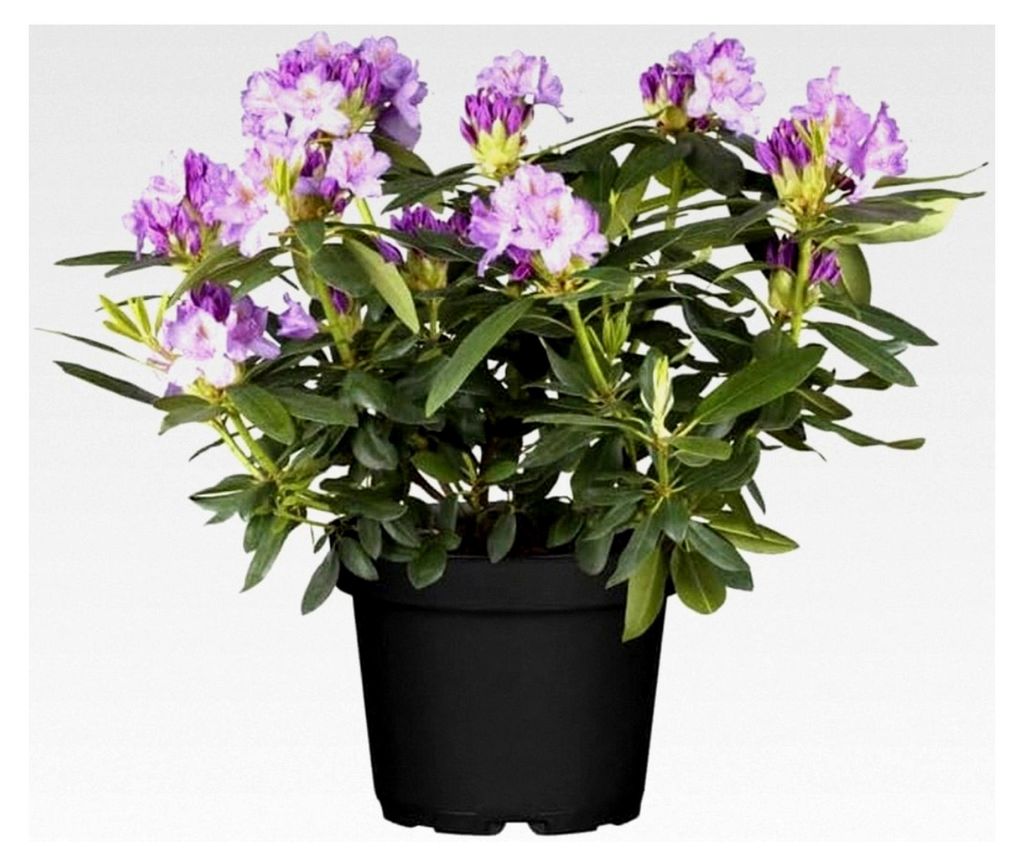 Rhododendron catawbiense 'Grandiflorum' 30-40 cm – Winterhart, Immergrün, Mehrjährig – Zierstrauch für Garten und Kübel