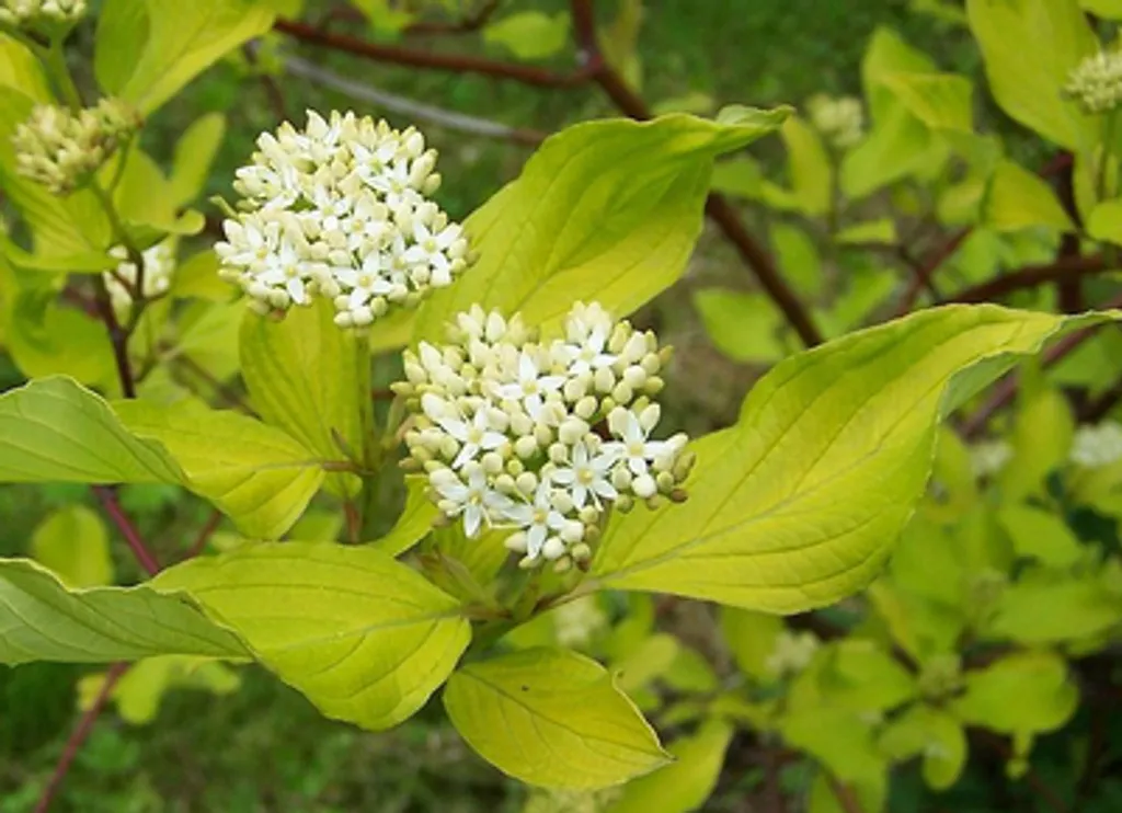 Cornouiller blanc Cornus alba bois rouge décoratif 60-80 cm de haut
