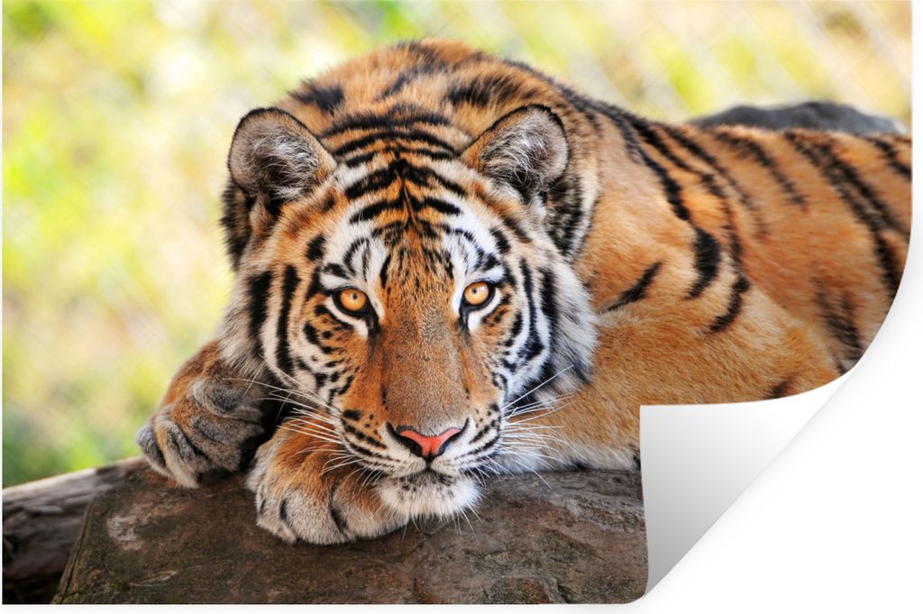 MuchoWow Wandtattoo Wandsticker Wandaufkleber Tiger - Welpe - Rüssel 120x80 cm Selbstklebend und Repositionierbar - Selbstklebend - Fototapeten