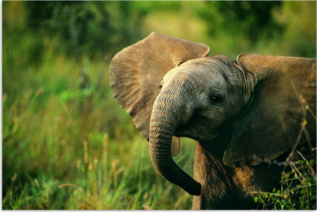 MuchoWow Poster Elefant - Grün - Tiere - Natur 60x40 cm - Schlafzimmerdekoration