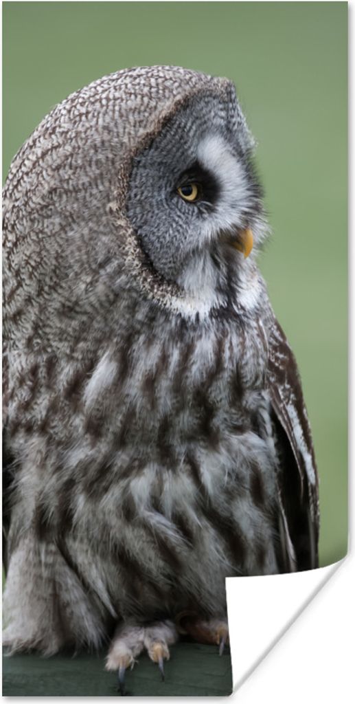 MuchoWow Poster Steinkauz 20x40 cm - Plakat - Foto