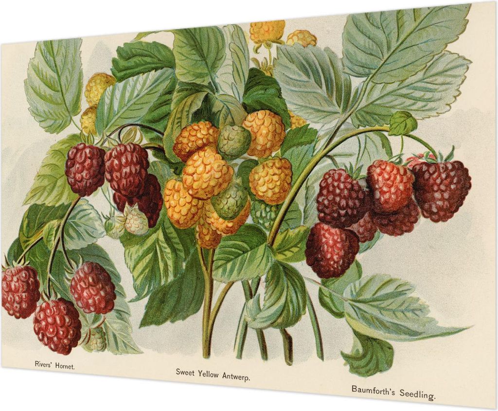 Wandtapete - Dekorative Tapete für Wohnzimmer - Tapetenfolie für Wanddekoration - 312x219 cm - Klassische Himbeeren