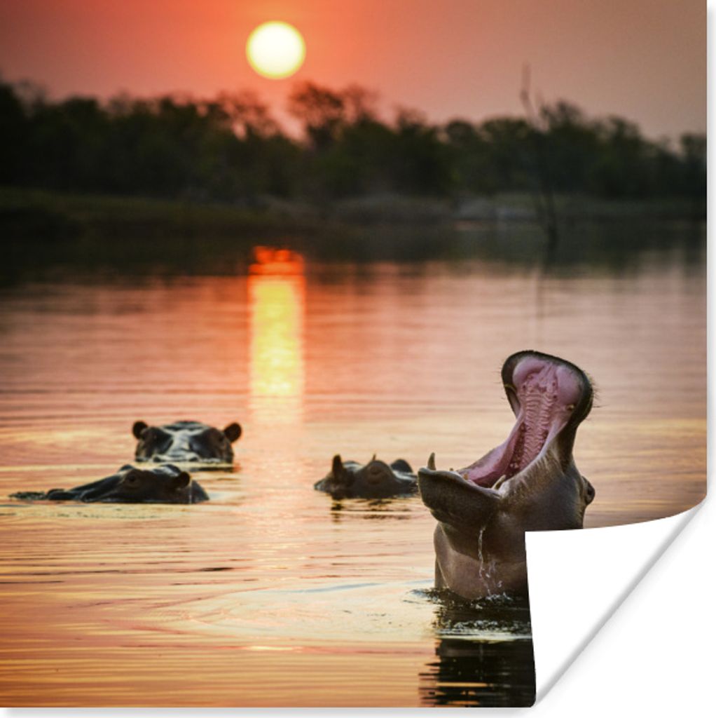 MuchoWow Poster Sonne - Wasser - Nilpferd 30x30 cm - Wandposter - Printing