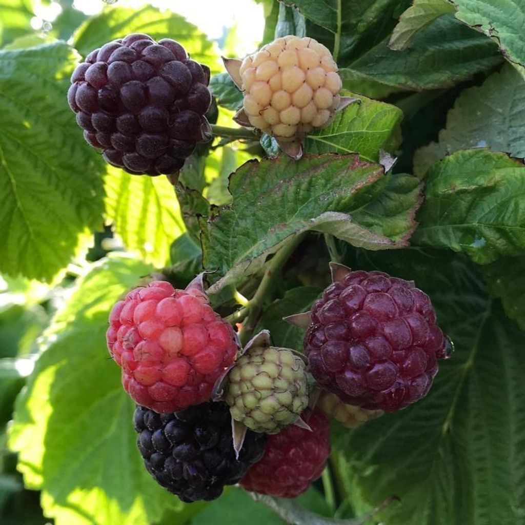 Schottische Himbeere Glen Coe dunkelviolette aromatische Produktbild 