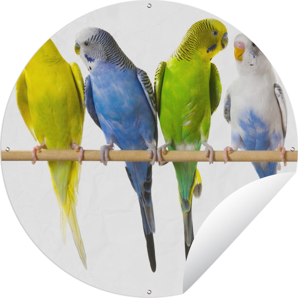 MuchoWow Gartenposter Outdoor-Poster Rund Gruppe von Sittichen auf einem Stock Ø 150 cm Gartendeko Rundes Poster draußen