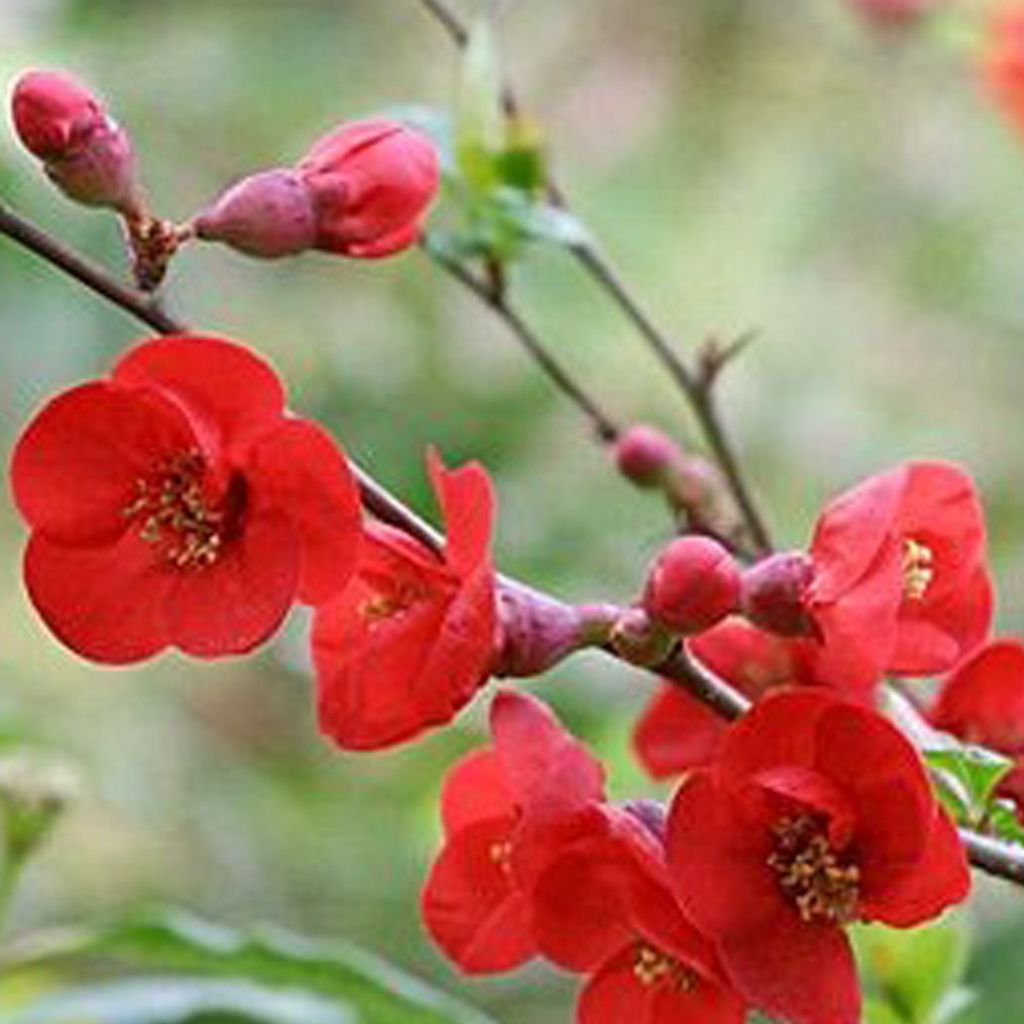 2 x Zierquitte - Chaenomeles superba 'Fire Dance' | 30-40 cm in Container