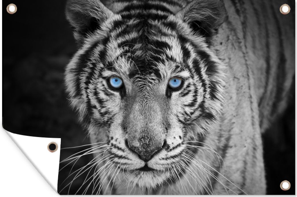 MuchoWow 120x80 cm Outdoor-Poster Gartendeko Sichtschutz Garten Poster für den Garten Tiere - Tiger - Schwarz und weiß - Augen - Blau