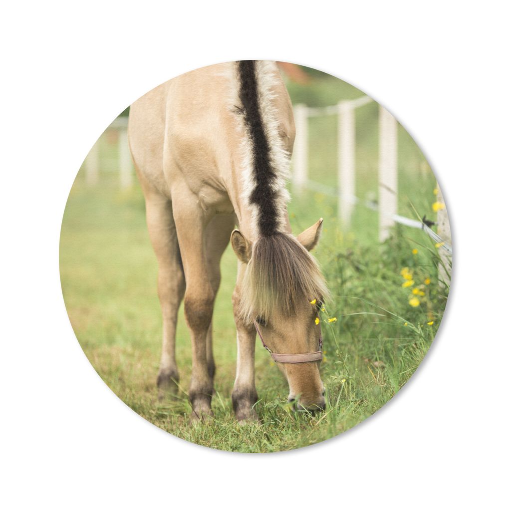 MuchoWow Mauspad Mousepad Porträt eines Fjordpferdes auf einer Wiese 40x40 cm - Mousepads - Maus Mat - Pad - Mausunterlage - Schreibtisch Access...