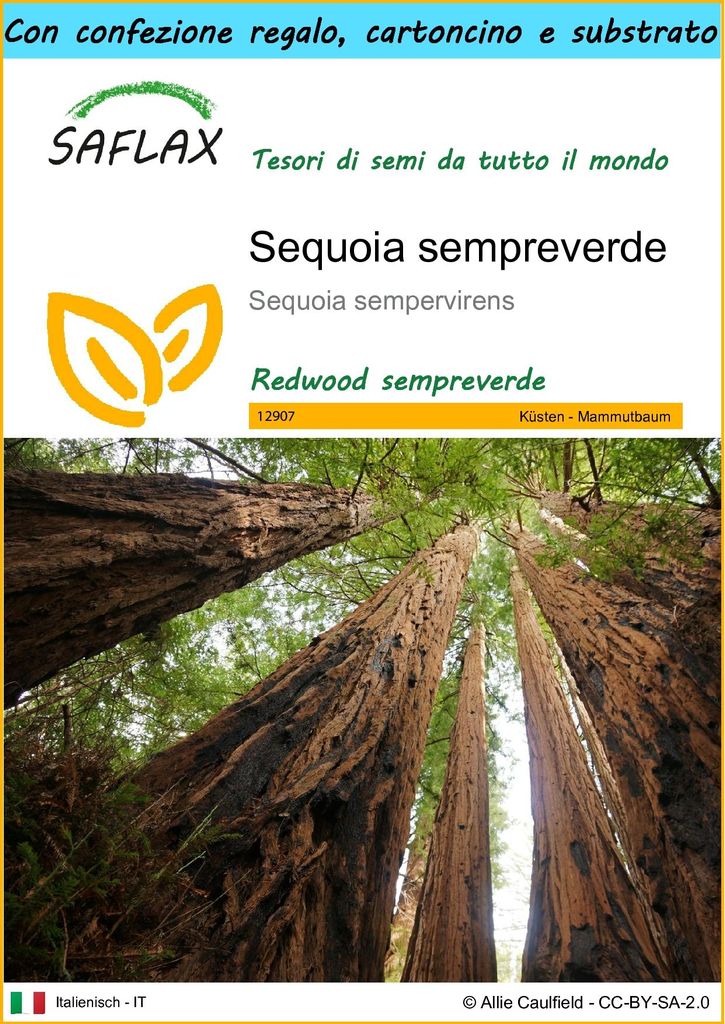 SAFLAX Set regalo - Sequoia sempreverde - 50 semi - Sequoia Immagine del prodotto 