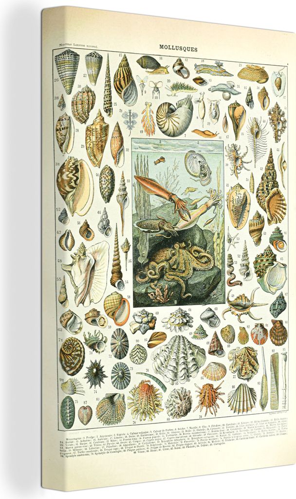 OneMillionCanvasses - Leinwandbilder - 90x140 cm, Meerestiere - Muschel - Vintage - Meer - Adolphe Millot, Wandbilder Kunstdruck Wanddekoration -...
