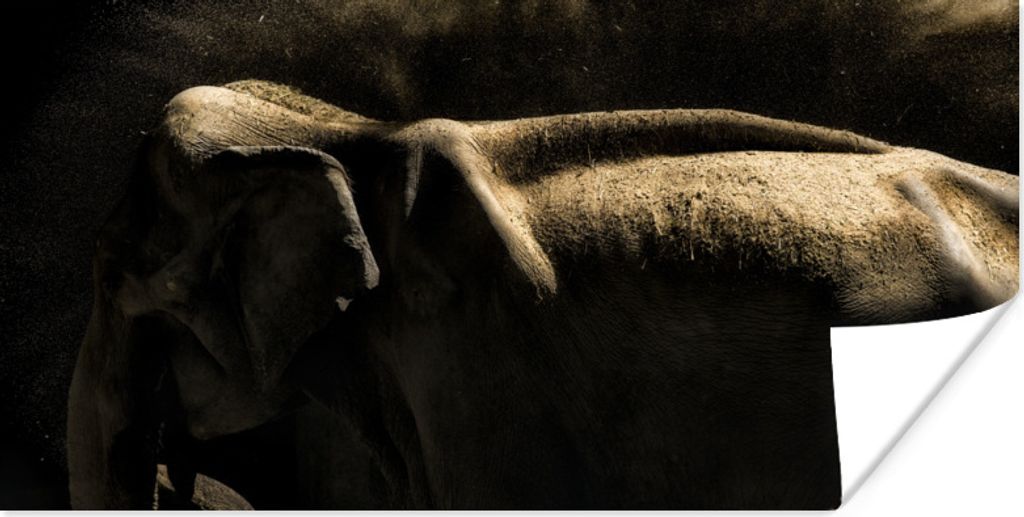 MuchoWow Poster Elefant schüttelt Schlamm auf einem schwarzen Hintergrund ab 40x20 cm - Poster für die Wand - Poster Schlafzimmer