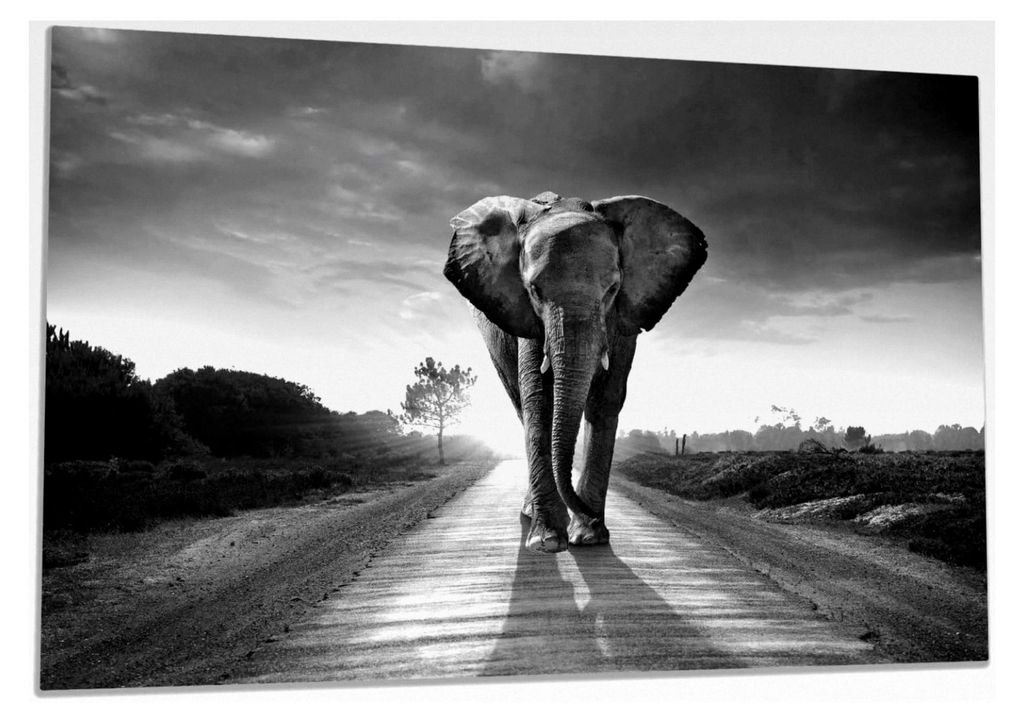 Herdabdeckplatte/Spritzschutz aus Glas, 1-teilig, 80x52cm, für Glaskeramik- und Induktionsherde, Elefant bei Sonnenaufgang in Afrika schwarzweiß
