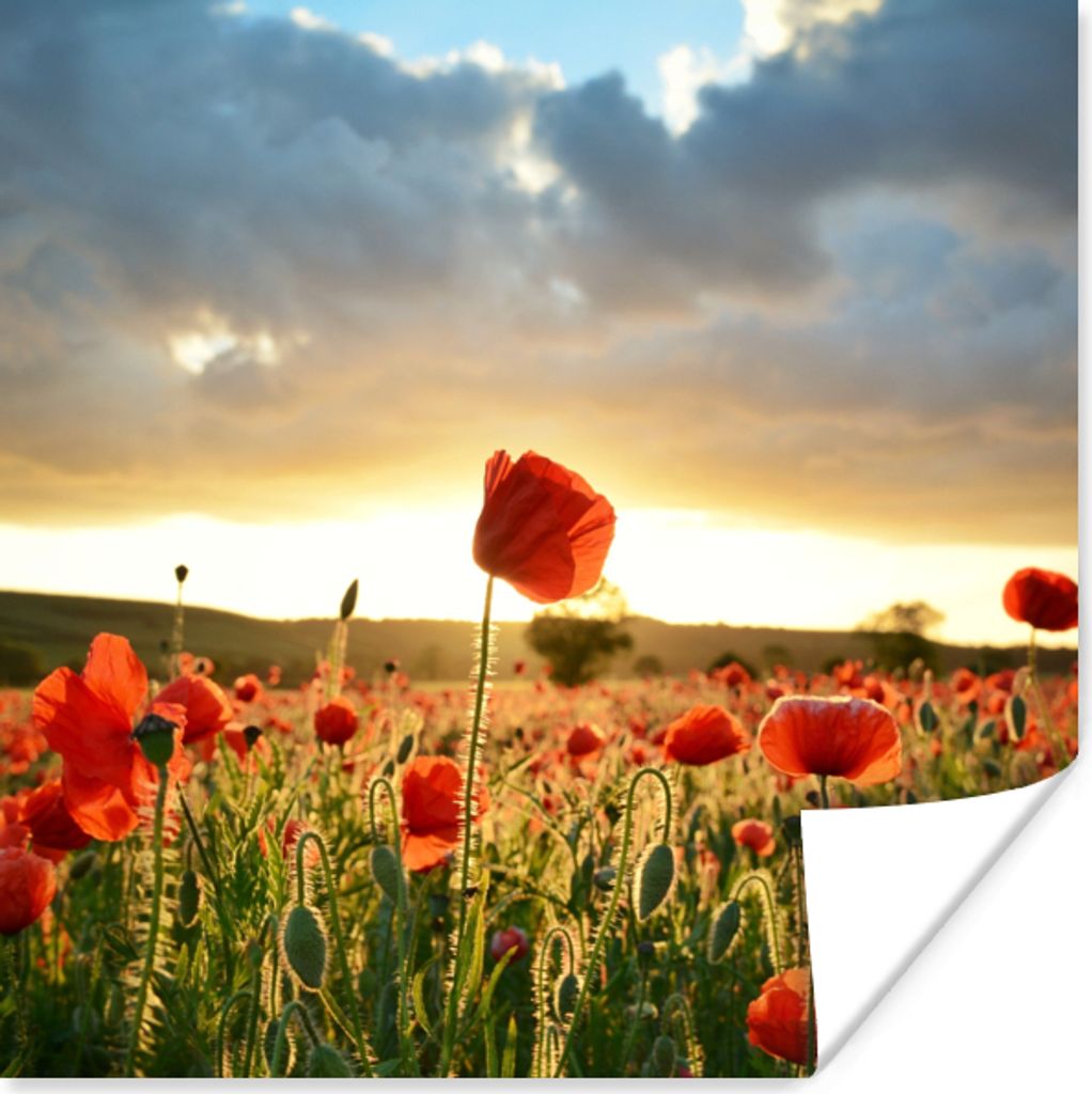 MuchoWow Poster Bunter Himmel über vielen Mohnblumen 50x50 cm - Wohnzimmerdekoration