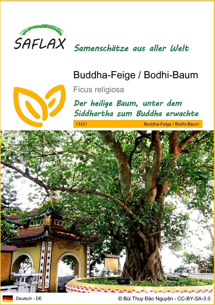 SAFLAX - Buddha-Feige / Bodhi-Baum - 100 Samen - Ficus religiosa