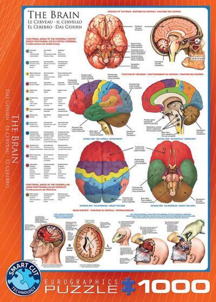 EUROGRAPHICS Puzzle Gehirn 1000 Teile