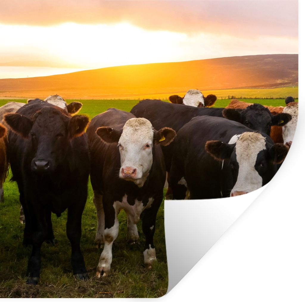 MuchoWow Wandtattoo Wandsticker Wandaufkleber Kühe - Hügel - Sonnenuntergang - Gras - Grün 30x30 cm Selbstklebend und Repositionierbar - Repos...