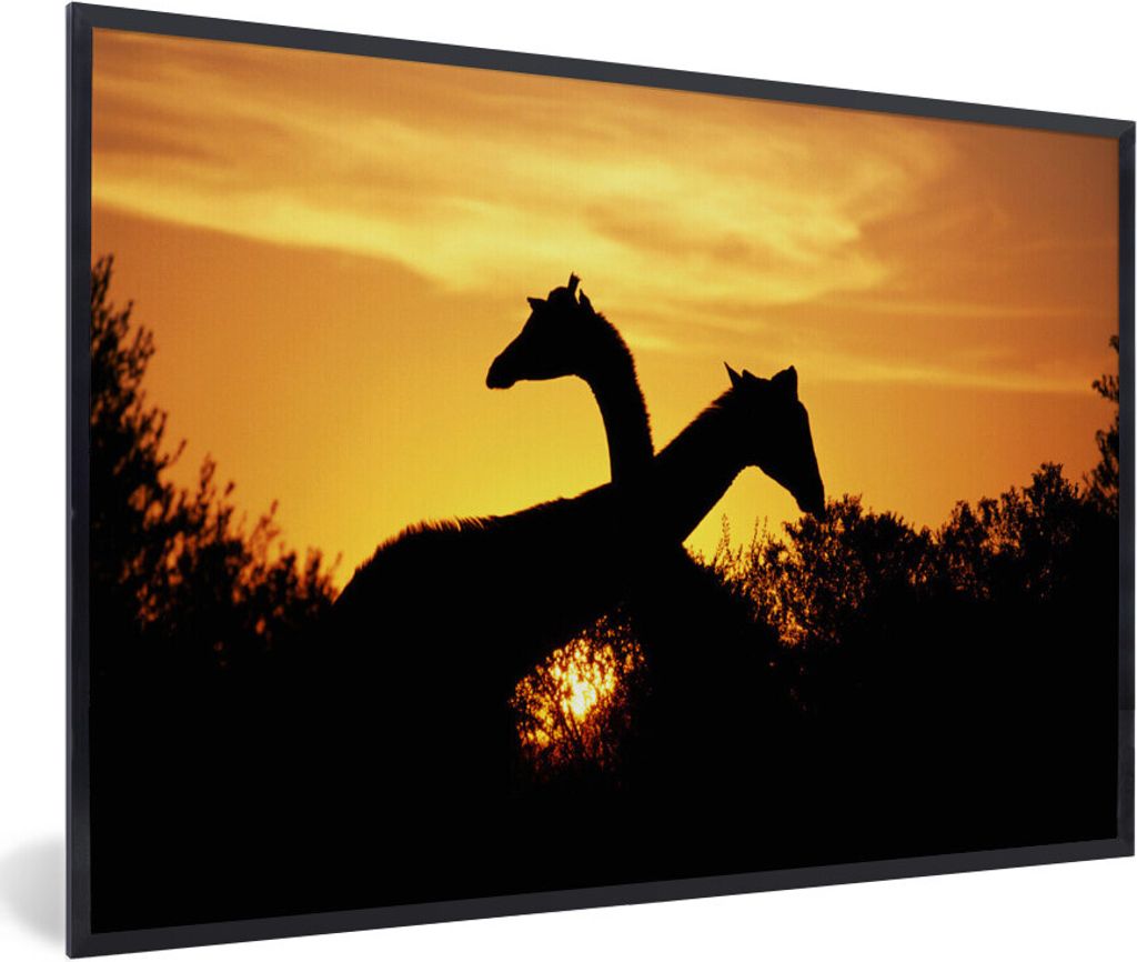 MuchoWow Gerahmtes Poster Zwei Giraffen bei Sonnenuntergang 90x60 cm - Poster mit Schwarzem Bilderrahmen Wandposter Rahmen Foto Bilder - Fotorahm...