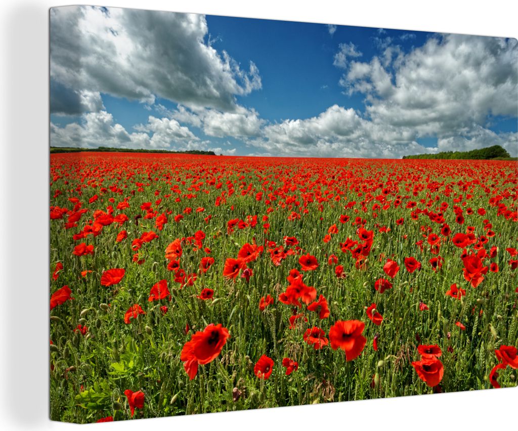 OneMillionCanvasses - Leinwandbilder - 140x90 cm, Schneeweiße Wolken über einem Mohnblumenfeld, Wandbilder Kunstdruck Wanddekoration - Foto auf...