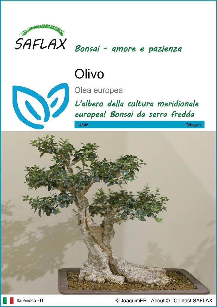 SAFLAX  - Olivo - 20 semi - Olea Immagine del prodotto 