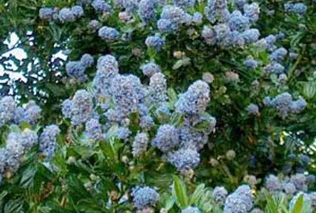 Ceanothus Victoria 25-30cm - Floraison bleue intense et feuillage dense