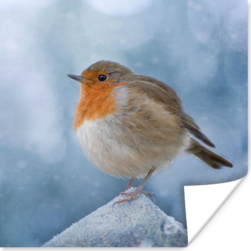 MuchoWow Poster Rotkehlchen - Winter - Blau 100x100 cm - Babyzimmer