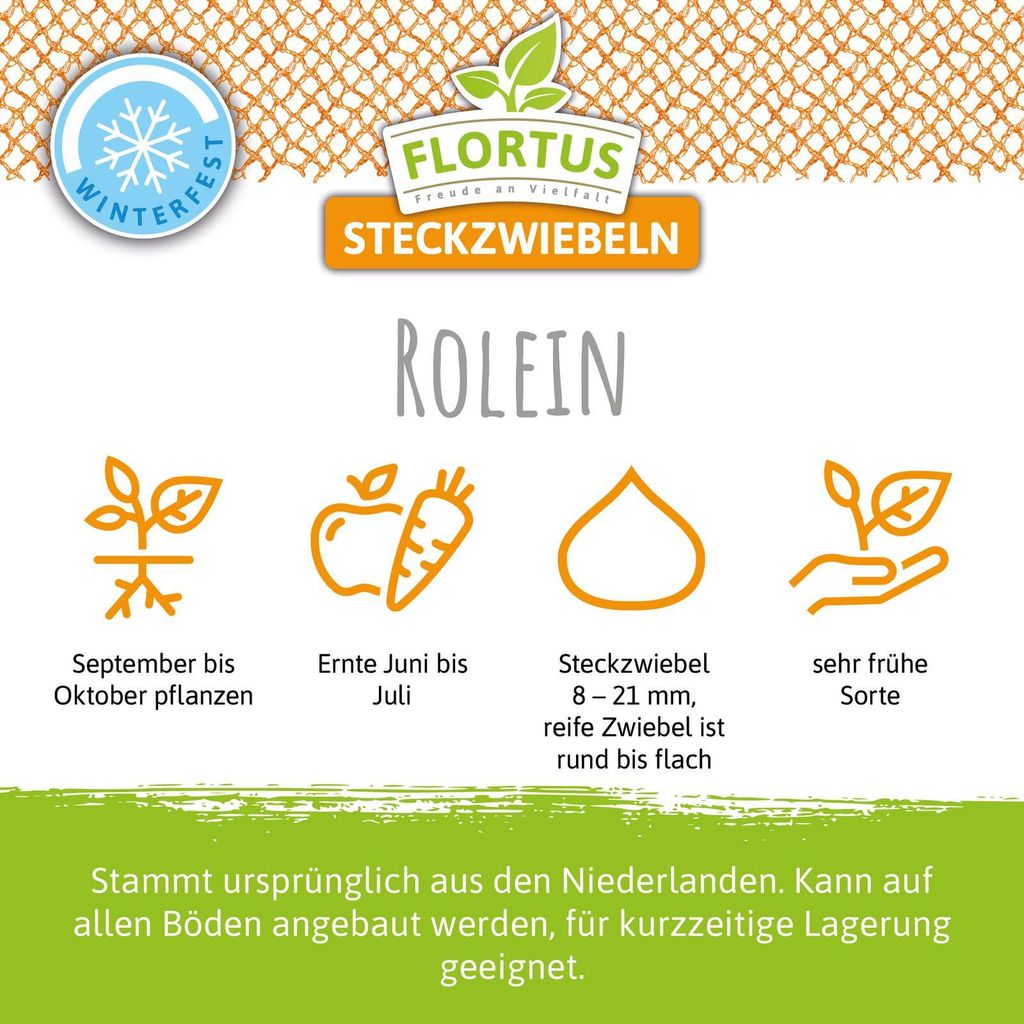 Wintersteckzwiebel Rolein | Steckzwiebeln von FLORTUS, Menge:250 g