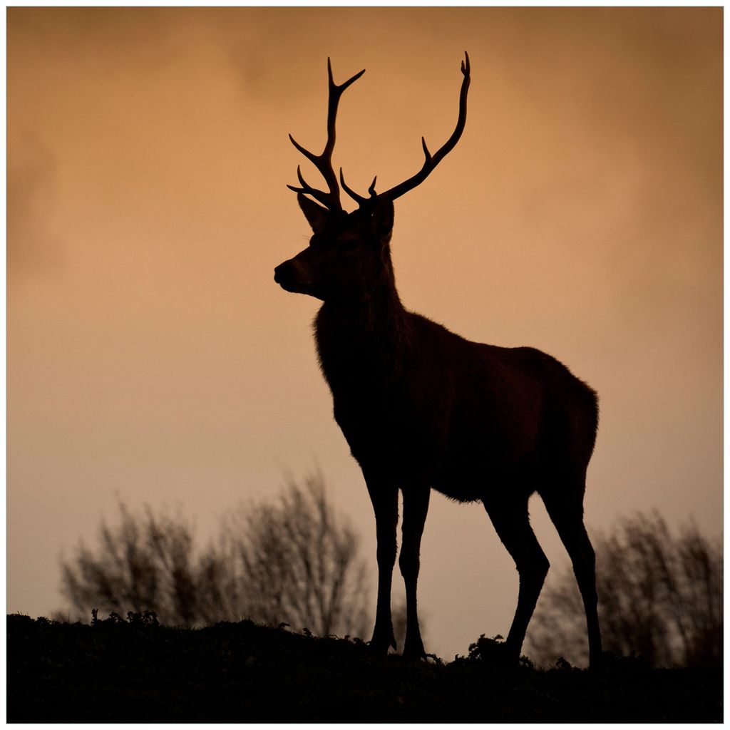 Wallario Möbeldesign / Aufkleber, geeignet für Ikea Lack Tisch - Rothirsch am Abend in 55 x 55 cm