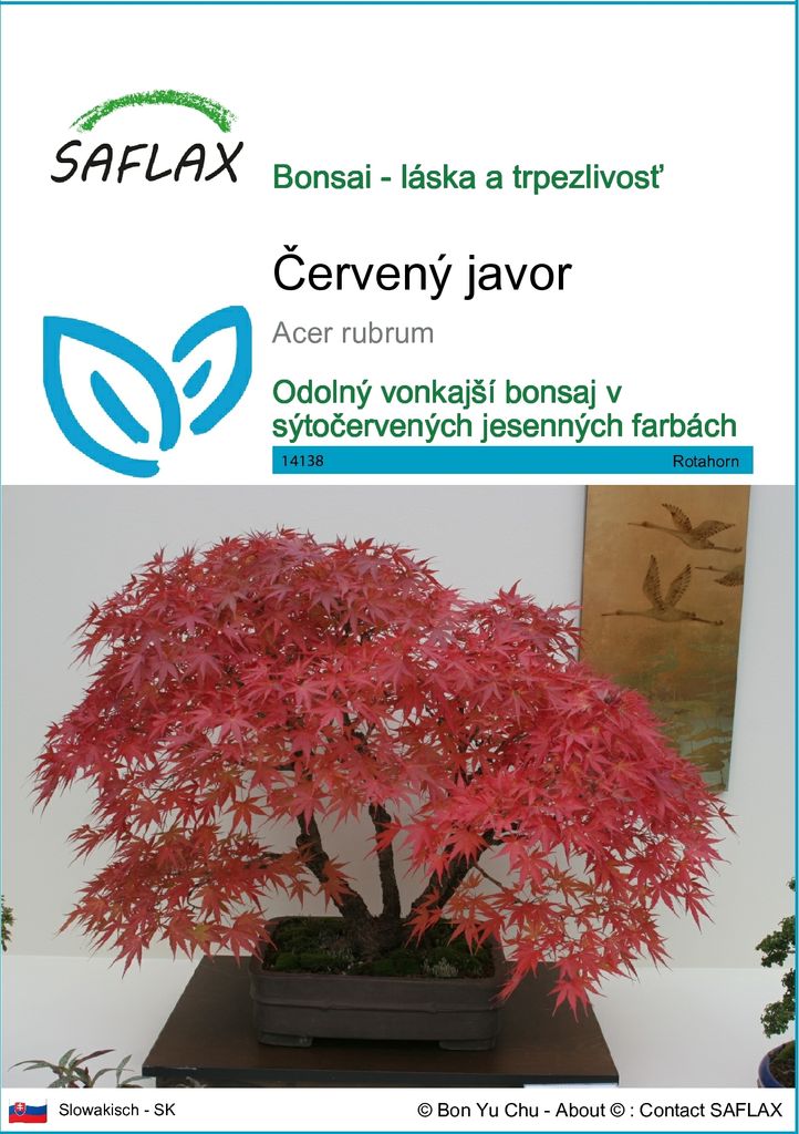SAFLAX - červený javor - Acer rubrum - 20 Semená Obrázok produktu 