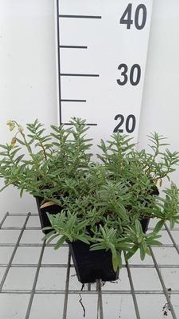 6 x Helianthemum hybr. 'Wisley Primrose' - Sonnenröschen - Topf 9 x 9 cm