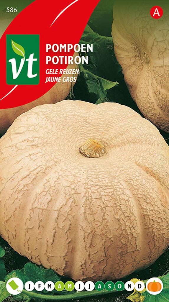 Semi di zucca gialli giganti - circa 3 gr | VT_586 Immagine del prodotto 