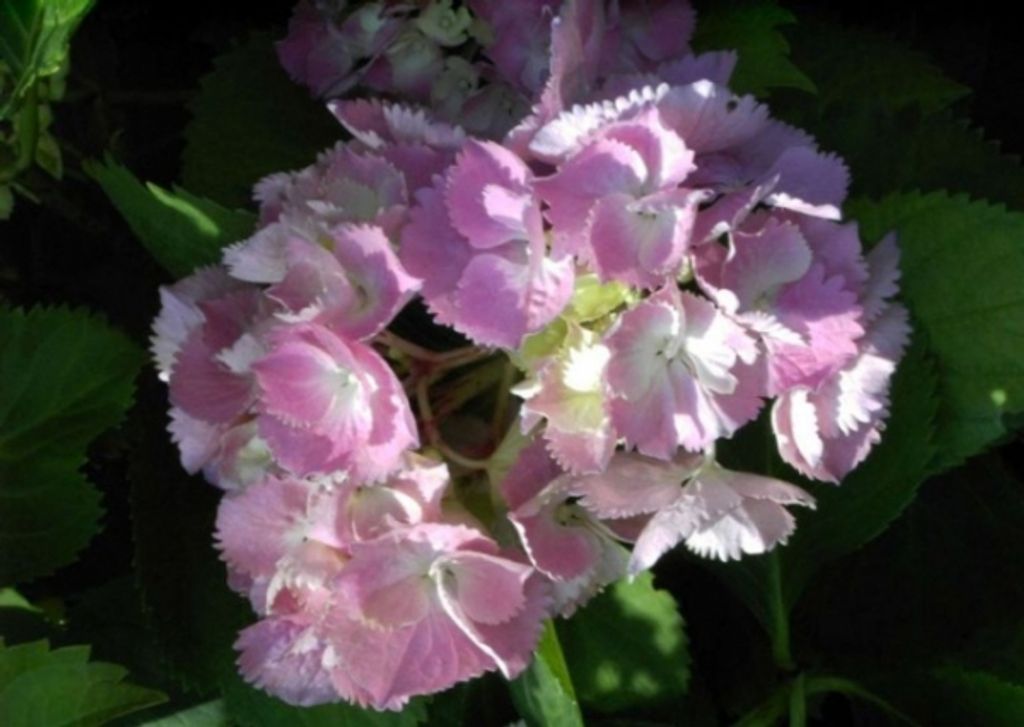 Bauernhortensie Otaksa - Hydrangea macrophylla Otaksa