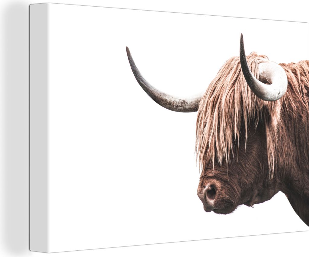 OneMillionCanvasses - Leinwandbilder - 150x100 cm, Schottisches Hochlandrind - Tier - Weiß, Wandbilder Kunstdruck Wanddekoration - Hochland Rind...