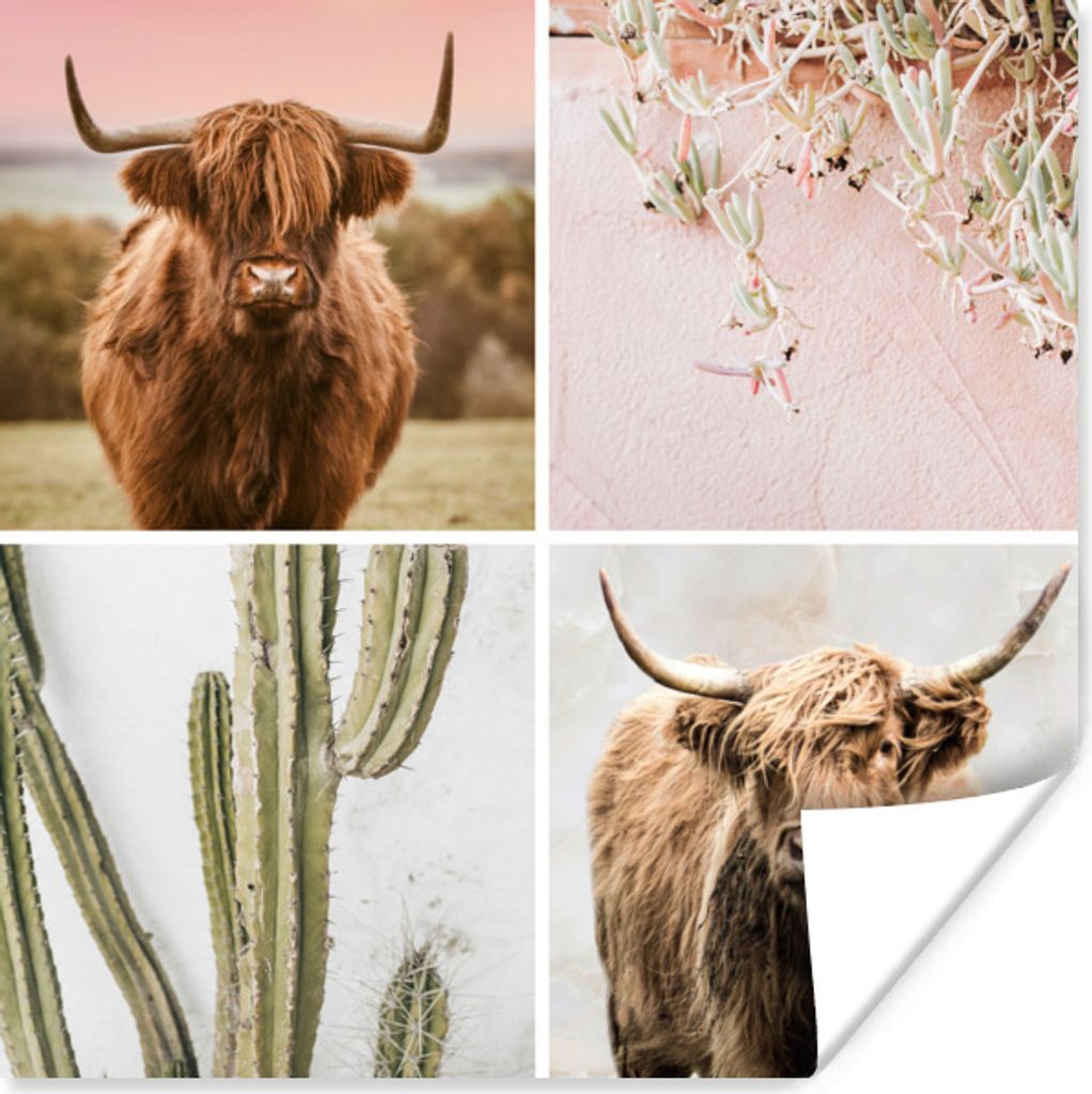 MuchoWow Poster Schottischer Highlander - Collage - Sukkulente Pflanze 50x50 cm - Wohnzimmerdekoration