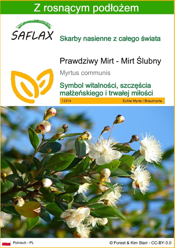 SAFLAX - Prawdziwy Mirt - Mirt Ślubny - 30 Nasiona - Z Zdjęcie produktu 