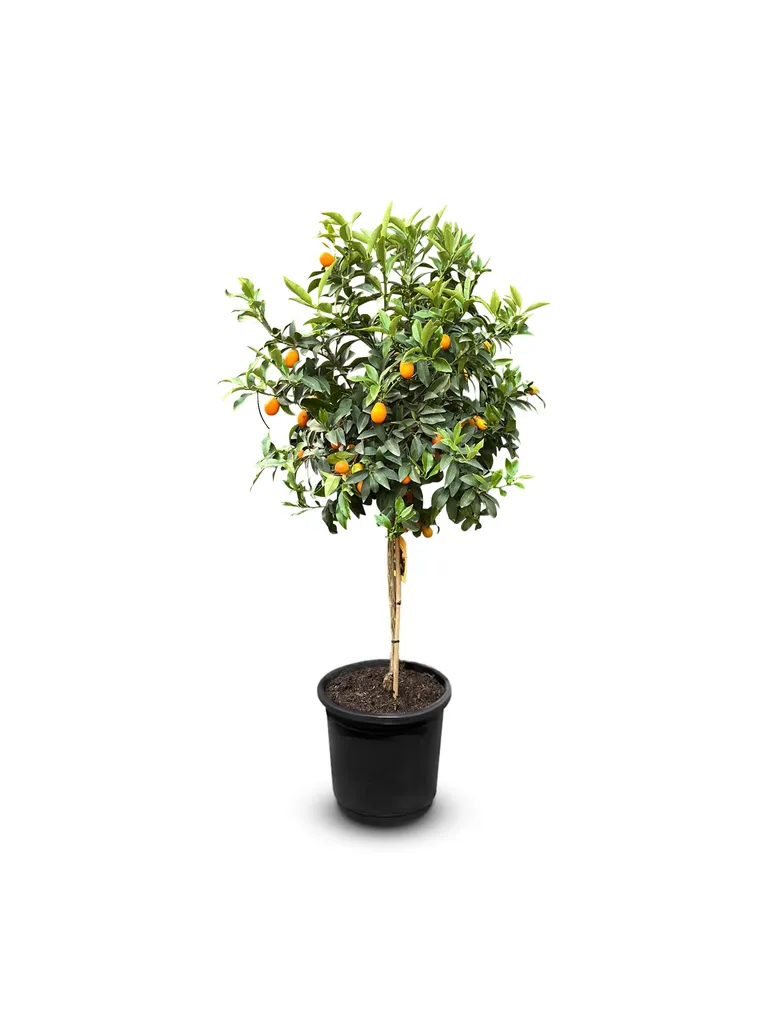 Arbre Fruitier Kumquat en Pot - Citrus Paradisi Mature de 150 cm - 8 Ans