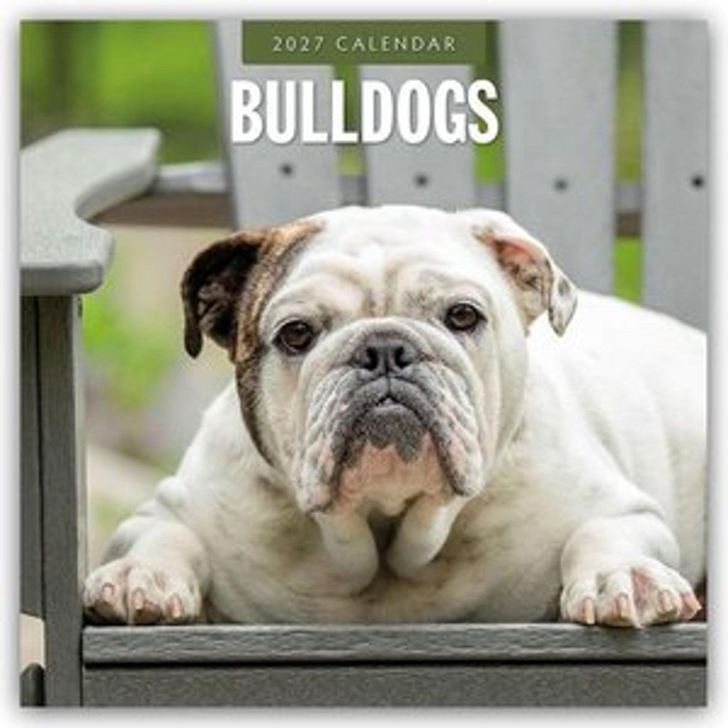 Bulldogs - Bulldoggen 2027 - 16-Monatskalender Produktbild 