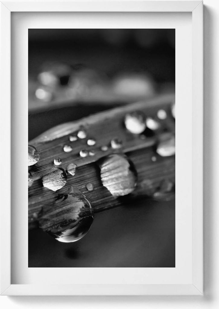 Blatt Rosa Schwarz und Weiß– Wandbild mit Rahmen – Gerahmtes Bild – Wanddekoration – 40x60 cm – Weiß